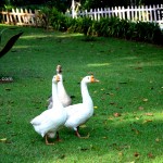 Glyngarth Villa Heritage Resort-Ducks-Ooty India