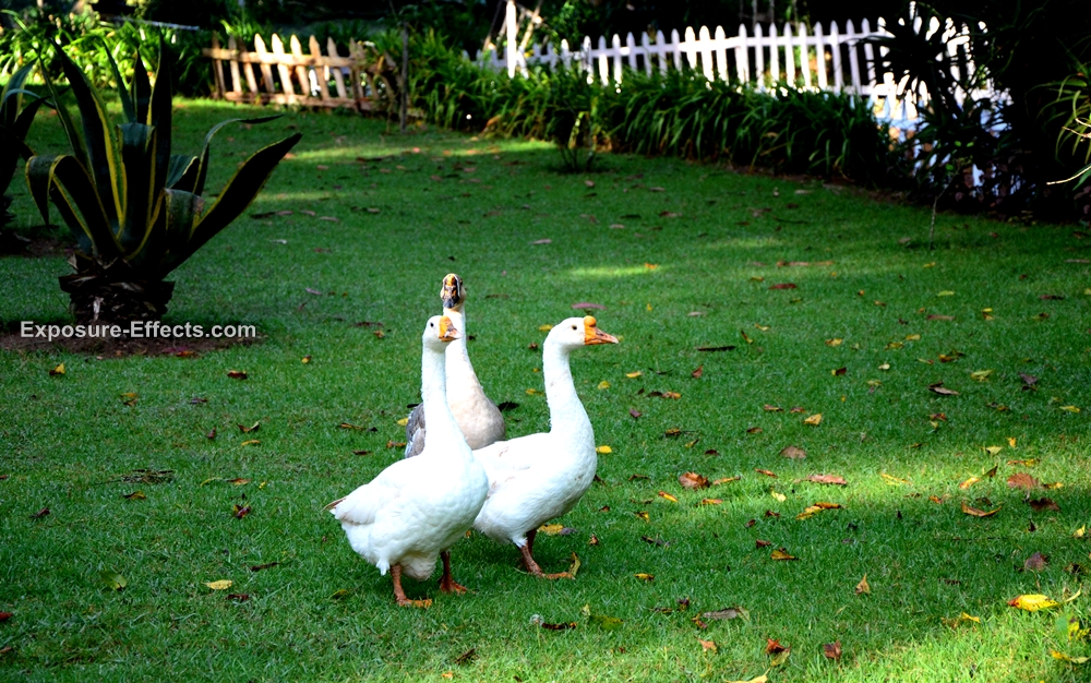 Glyngarth Villa Heritage Resort-Ducks-Ooty India