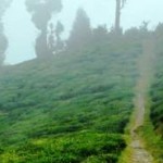 Foggy Temi Tea Gardens sikkim