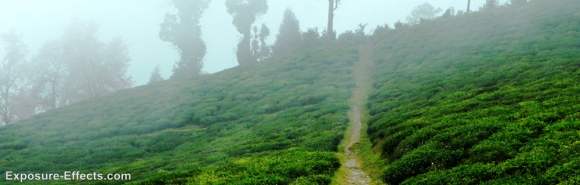 foggy Temi Tea Gardens sikkim