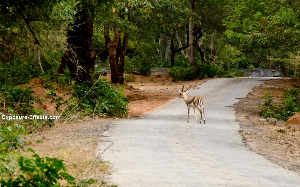 Bannerghatta bangalore jungle lodges and resorts-38