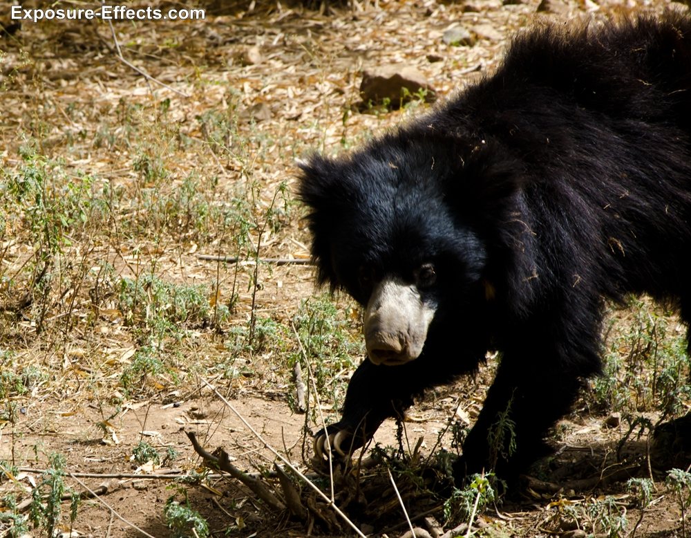 Bannerghatta bangalore jungle lodges and resorts-49