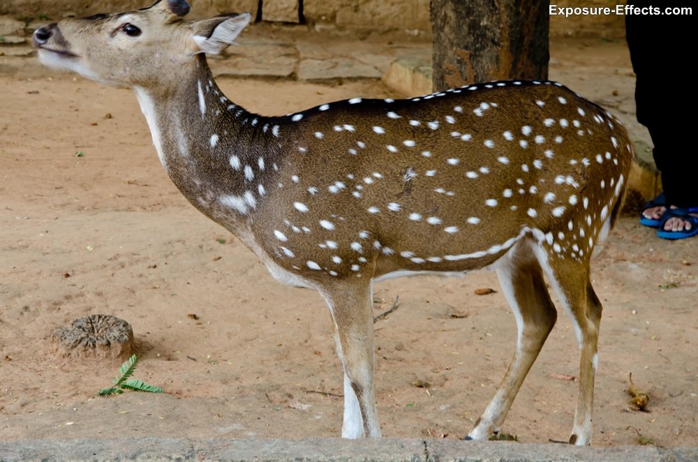 Bannerghatta bangalore jungle lodges and resorts-61-deer-inside-resort