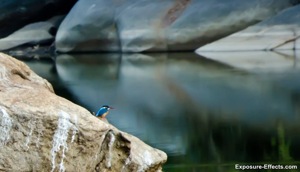 Bannerghatta bangalore jungle lodges and resorts-72-kingfisher bird