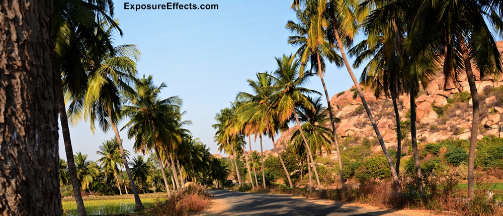 Coconut Trees Hampi Vijayanagara