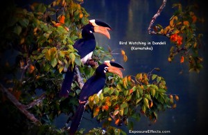 Birds in Dandeli – Karnataka