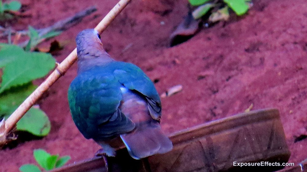 Birds in Dandeli Karnataka Common Emerald Dove