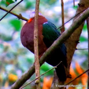 Common Emerald Dove