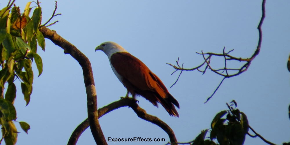 Dandeli Birds Brahminy Kite