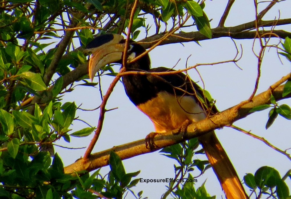 Malabar Pied Hornbill in Dandeli