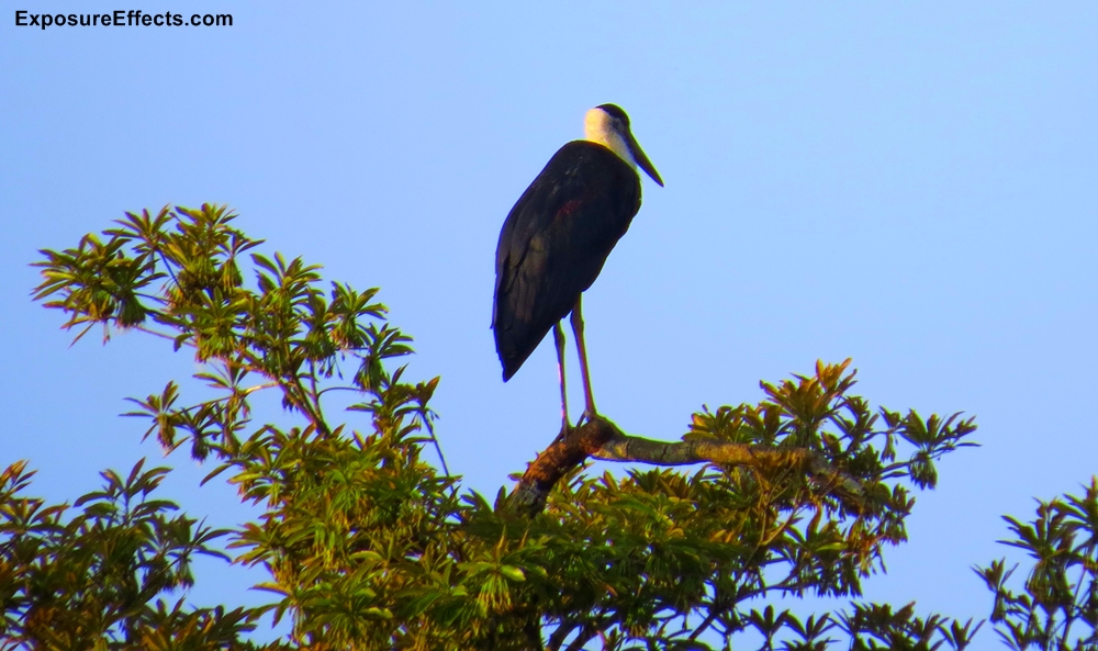 Woolly Necked Stork India Birds Karnataka