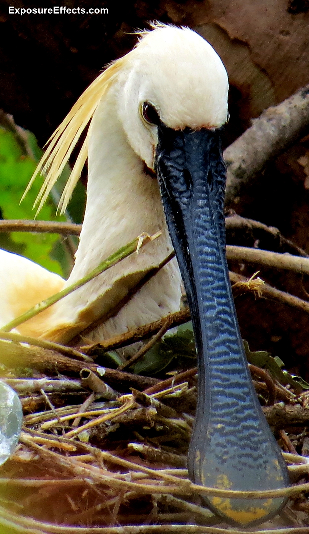 Common Spoonbill in its Nest