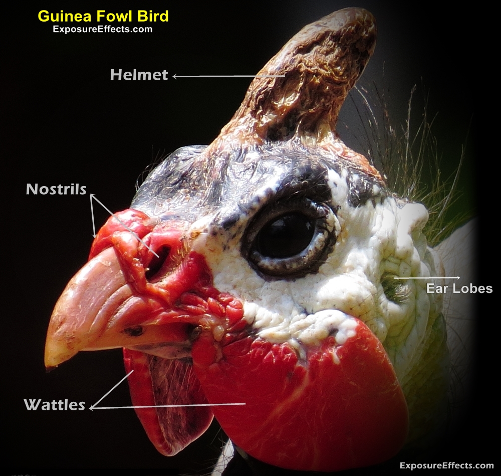 Guinea Fowl Bird Head