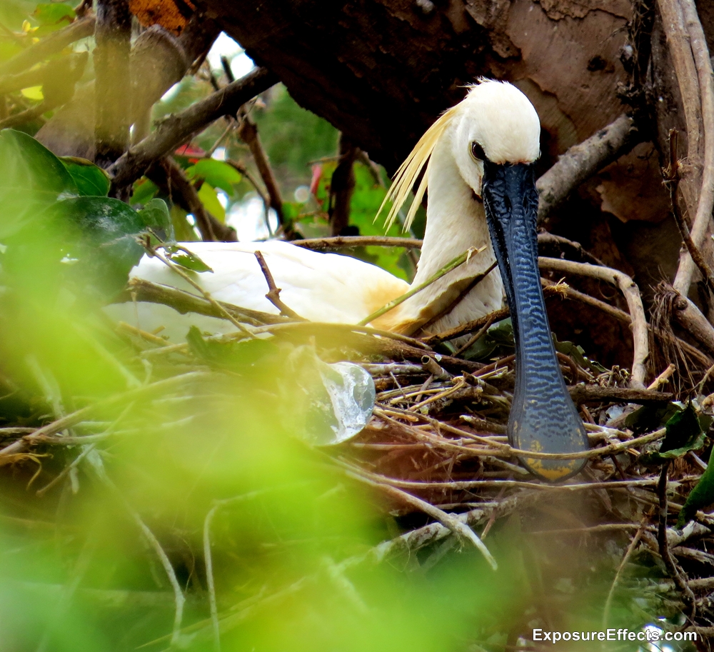 Ranganthittu Bird Sanctuary Common Spoonbill in nest