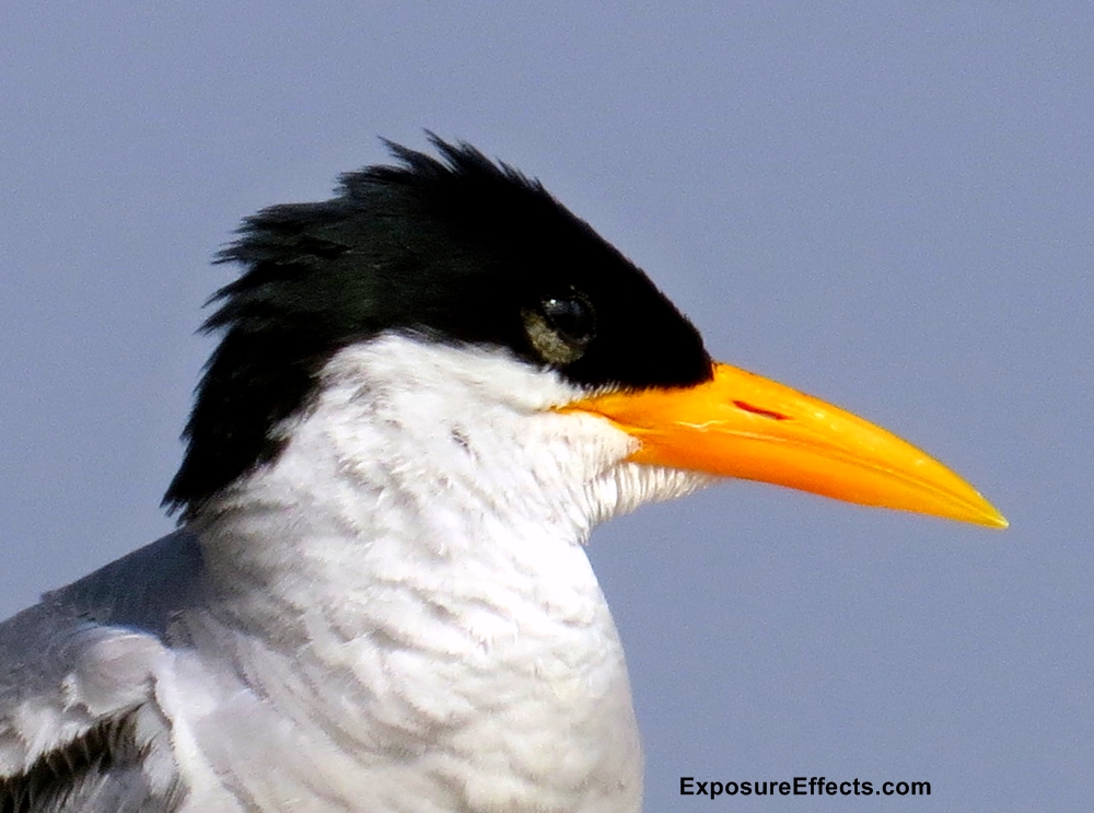 River Tern Head Shot Pictures