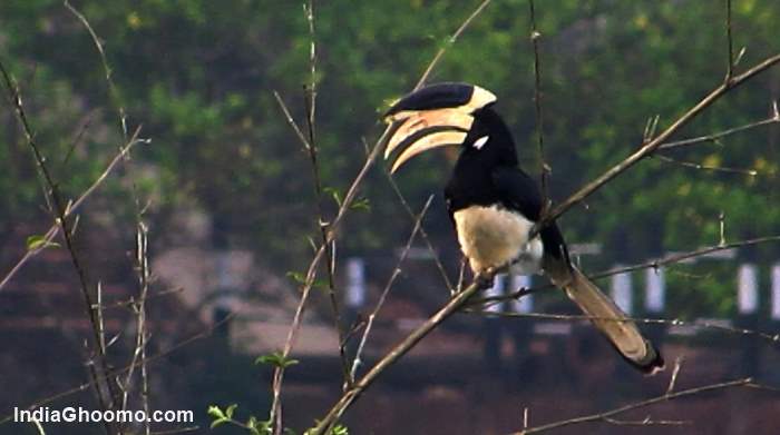 Malabar Pied Hornbill - India Ghoomo
