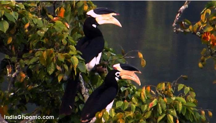 Malabar Pied Hornbill - Male Female