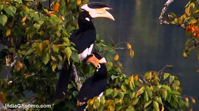 Malabar Pied Hornbill - Male and Female