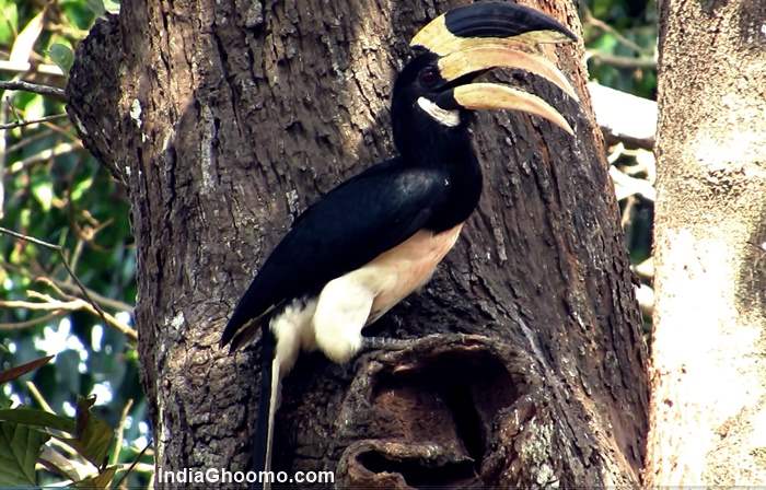 Malabar Pied Hornbill breeding and nesting pics