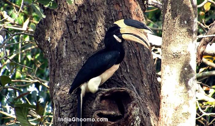 Malabar Pied Hornbill breeding and nesting pics