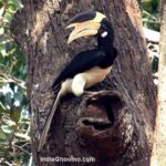 Malabar Pied Hornbill - nesting