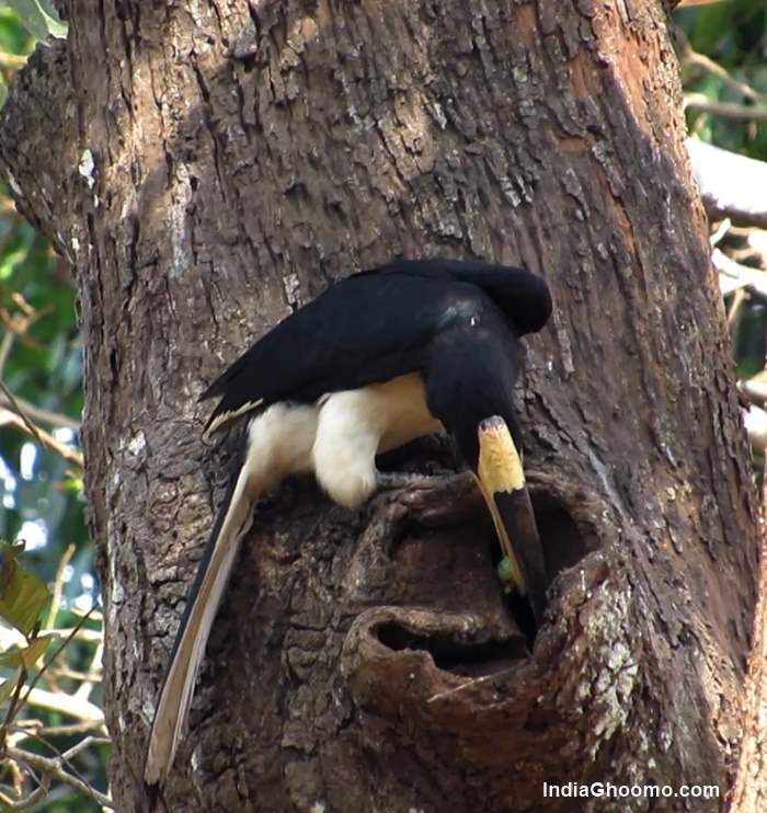 Malabar Pied Hornbill nesting pics