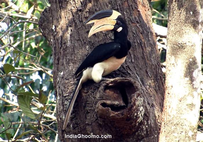 Malabar Pied Hornbill - nesting