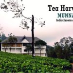 Munnar - Tea Harvester REVIEW