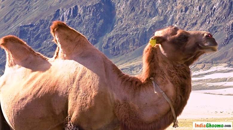 Hunder Bactrian double humped camel