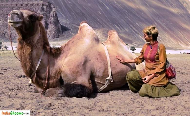 Nubra Valley Camel Ride Hunder