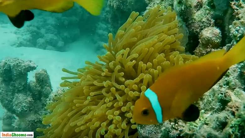 Lakshadweep - Bangaram Island Activities Snorkeling