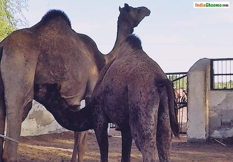 Camel breeding farm Bikaner Rajasthan