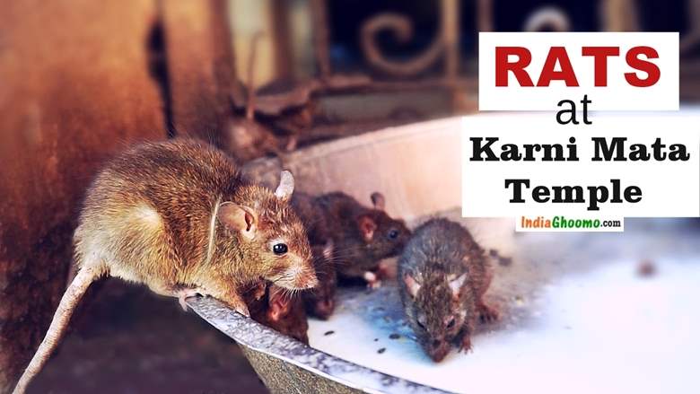 Rats at Karni Mata Temple Bikaner in Rajasthan