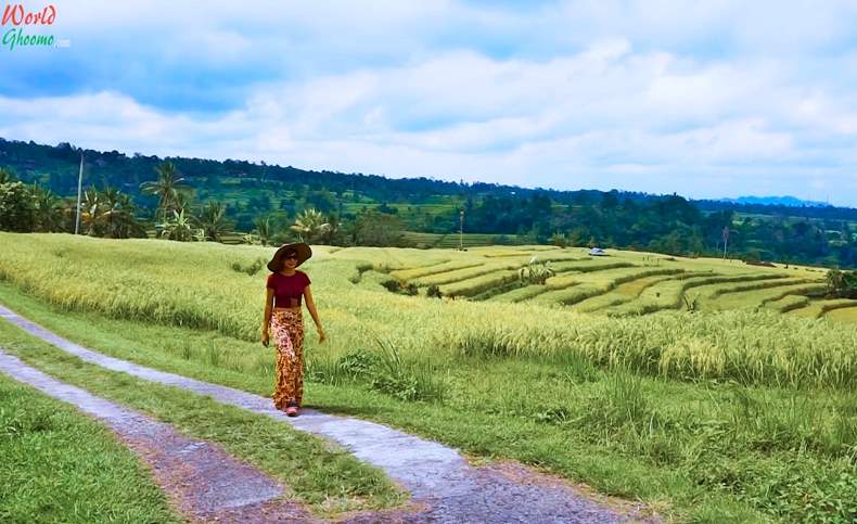 Bali Jatiluwih Rice Terraces Trekking