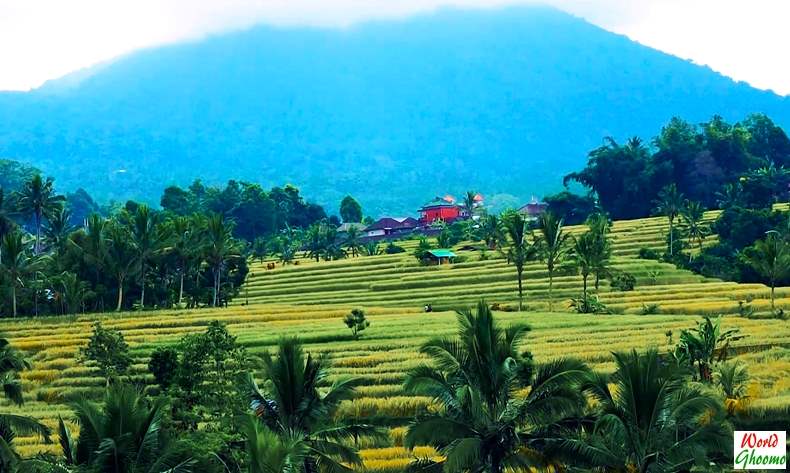 Bali Jatiluwih Rice Terraces