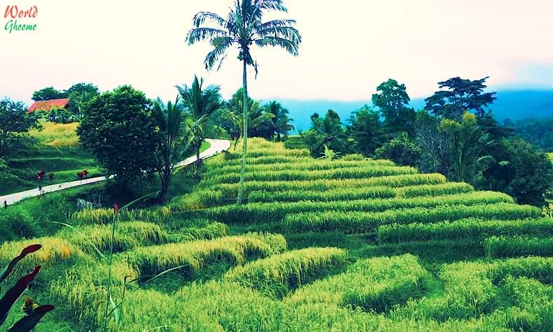 Bali Rice Terraces Jatiluwih Rice Terraces