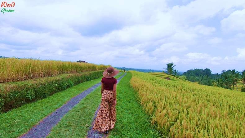 Bali Rice Terraces Jatiluwih