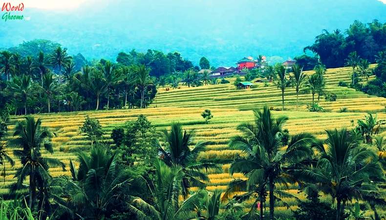 Bali Rice Terraces