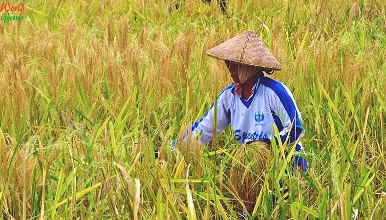 Balinese farmers at Jatiluwih Rice Terraces