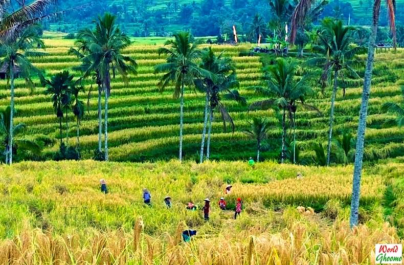 Jatiluwih Rice Terraces bali panaroma