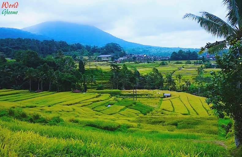 Jatiluwih Rice Terraces bali rice fields