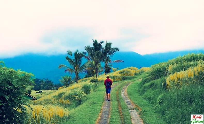 Jatiluwih Rice Terraces in BALI