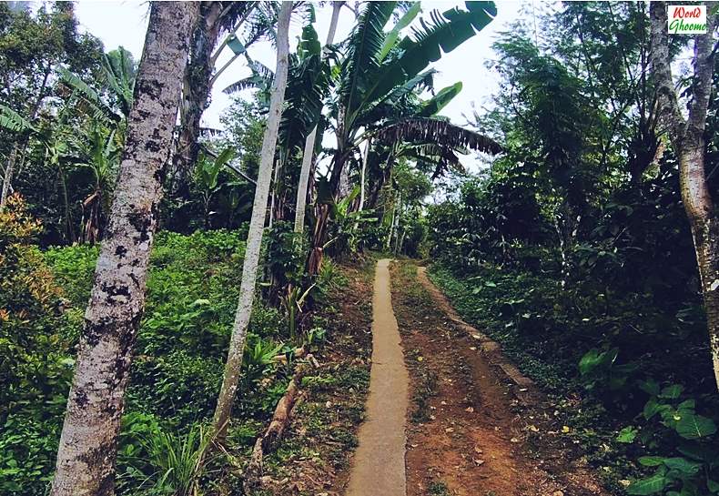 Road towards Banyumala Waterfall