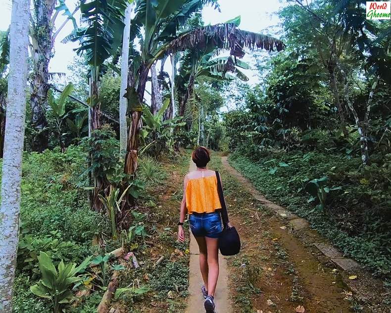 Walk Towards Banyumala Waterfall