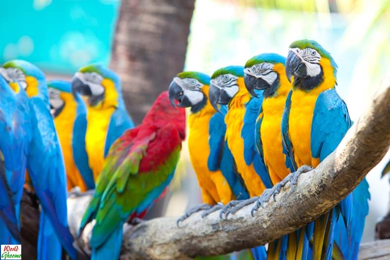 Bali Bird Park