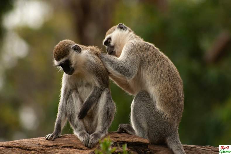 Bali Monkey Forest