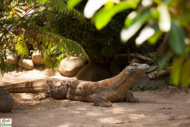 Bali Reptile Park