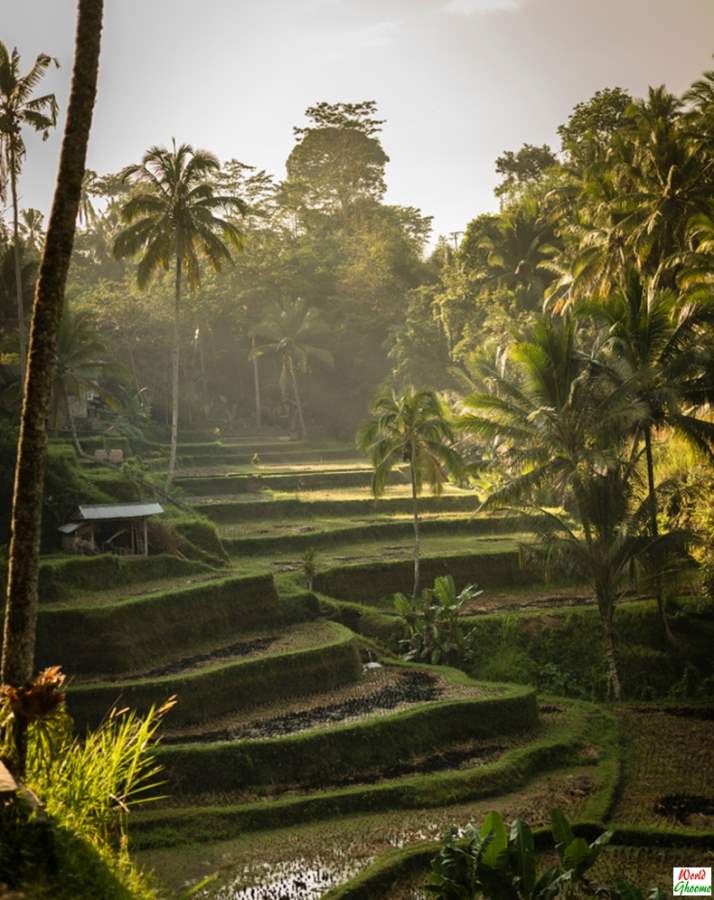 Bali Rice Terraces