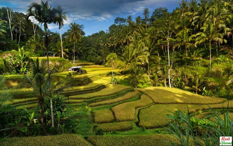 Bali Travel Tips