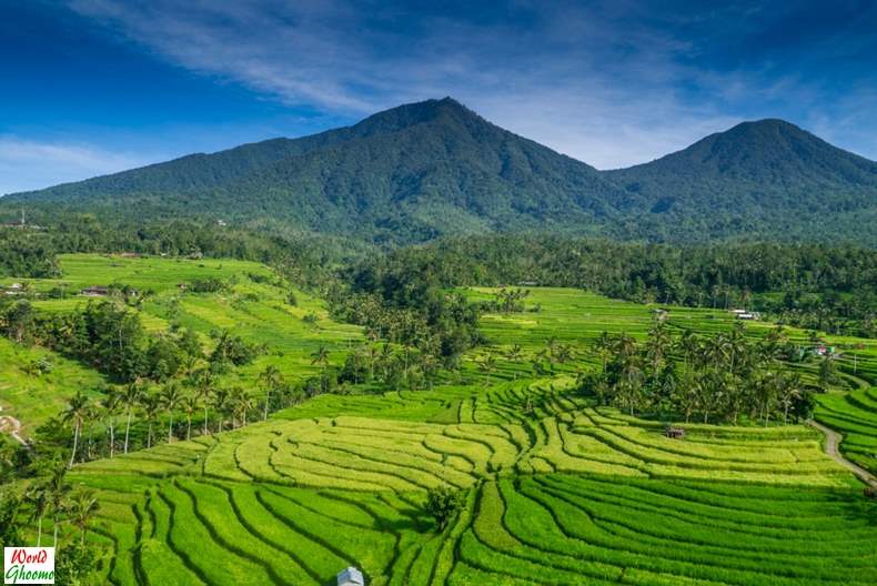 Jatiluwih Rice Terraces Bali